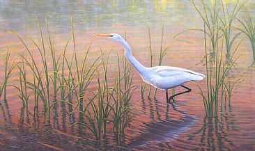 American Egret Hunting - Great Egret (Casmerodius alba) by Jon Janosik