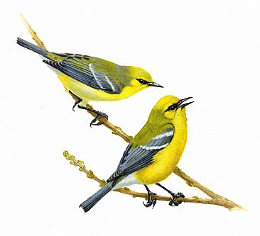 Blue-winged Warblers - Blue-winged Warbler; Vermivora pinus                                                                      by Jon Janosik