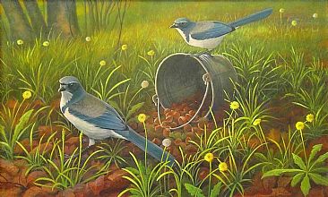 Blue Pirates - Scrub Jays;Aphelocoma coerulescens by Jon Janosik