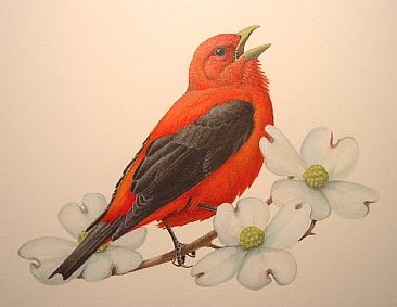 Singing Scarlet Tanager - Scarlet Tanager male singing/ flowering Dogwood by Jon Janosik