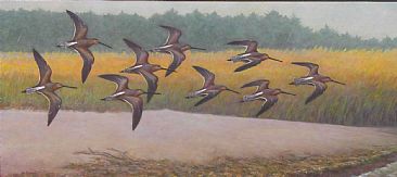 Dowitchers at Clatsop Spit: Oregon - Long-billed Dowitchers in flight; Limnodromus Scolopaceus by Jon Janosik