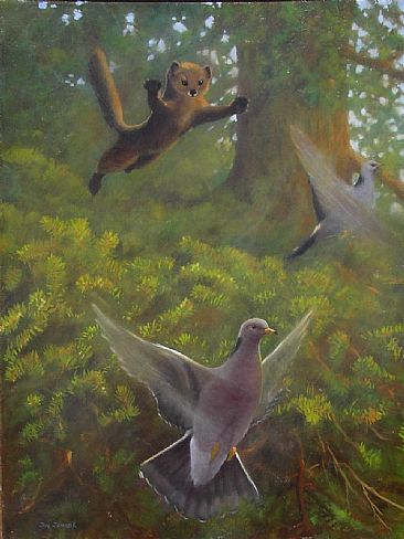 Bantails and Marten - Band-tailed Pigeon (Columba fasciata) and Western Pine Marten (Martes) by Jon Janosik