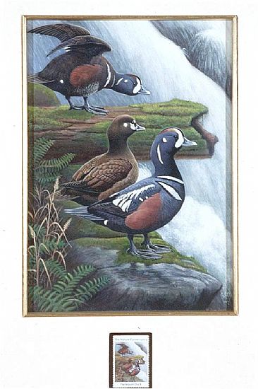 Harlequin Ducks:Nature Conservancy Stamp - Harlequin Ducks;Histrionicus histrionicus by Jon Janosik