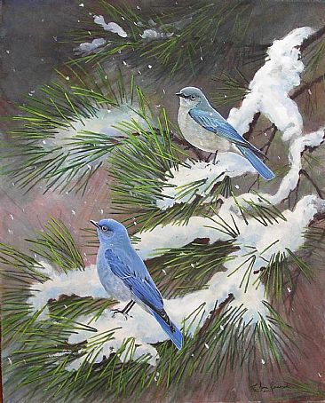  Bluebirds:Maupin,Oregon - Mountain Bluebirds; Sialia currucoides by Jon Janosik