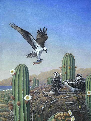  Osprey at Nest: Baja - Osprey nest with young in Mexico by Jon Janosik