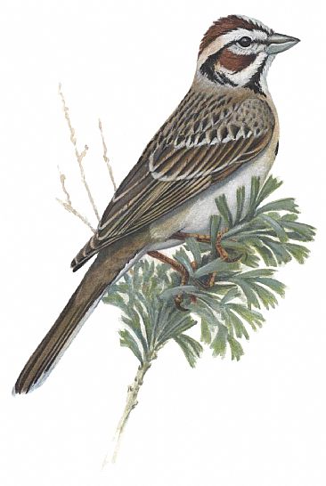 Illustration: Lark Sparrow - Lark Sparrow by Jon Janosik