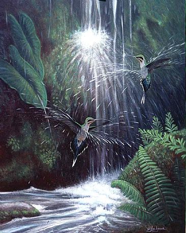  Hermits Bathing: Arima - Guy's White-tailed Hermit Hummingbird:(Phaethornis guy) by Jon Janosik