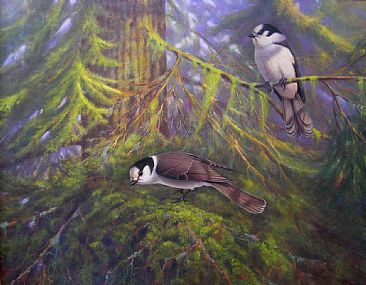 Oregon Jays - Gray Jay;Perisoreus canadensis by Jon Janosik