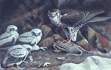 Prairie Falcon with Young - Prairie Falcon; Falco mexicanus  by Jon Janosik