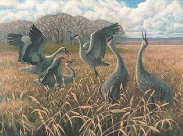Sandhill Cranes Dancing: Oregon - Sandhill Cranes; Grus canadensis by Jon Janosik