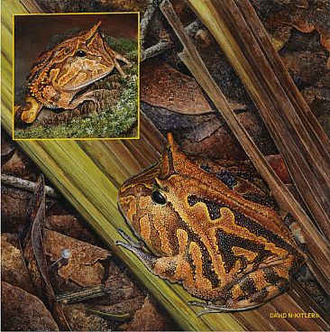 Amazon Horned Frogs - Amazon Horned Frogs by David Kitler