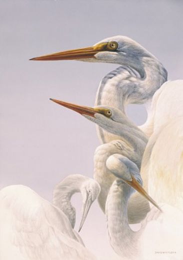 Great Egret - Great Egret by David Kitler