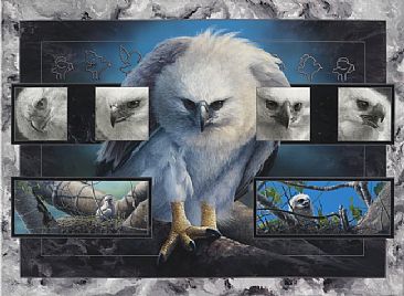Harpy Eagle (Chick) Montage - Harpy Eagle - Chick by David Kitler