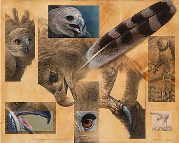 Harpy Eagle - Painting Art by David Kitler