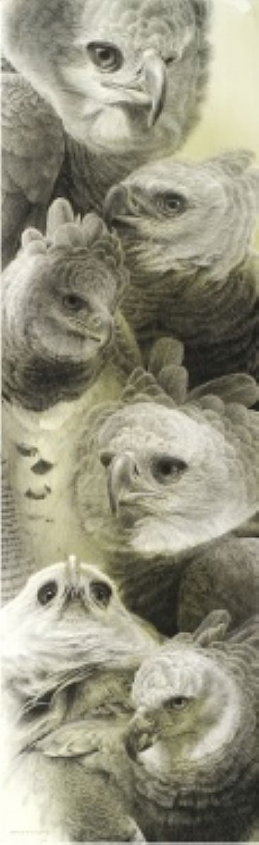 Harpy Eagle - Portraits - Harpy Eagle by David Kitler