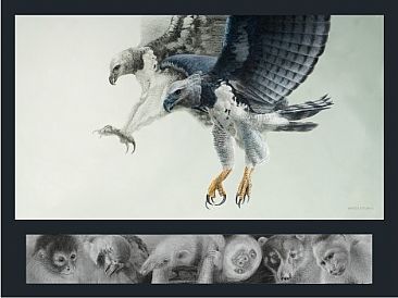 Harpy Eagle - Talons - Harpy Eagle by David Kitler