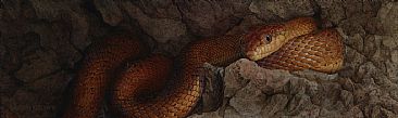 Madagascar - Creatures of the Night IV - Snake by David Kitler