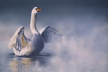 Mute Swan - Mute Swan by David Kitler
