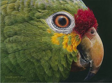 Red-Lored Parrot - Red-Lored Parrot by David Kitler