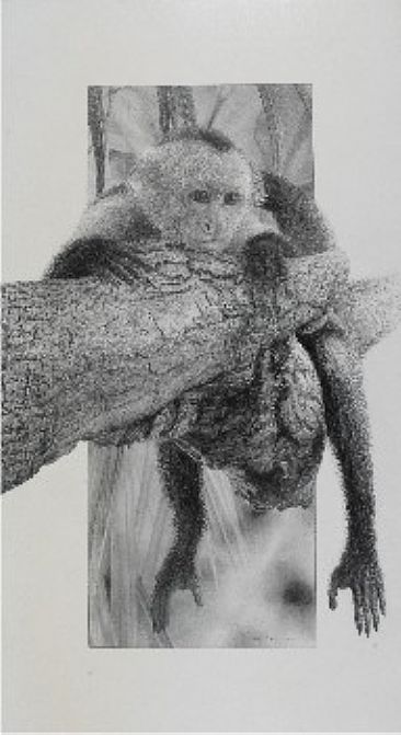 Siesta - White-Faced Capuchin Monkey by David Kitler