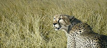 Masai Mara Hunter - Cheetah - Cheetah by David Kitler