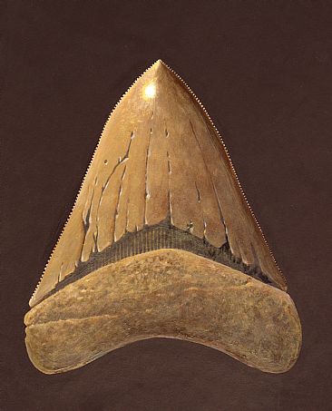 Megalodon tooth - Fossil Shark tooth by Richard Ellis