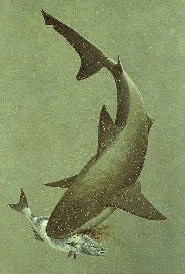 Bull Shark - Bull shgark and Steenbras by Richard Ellis