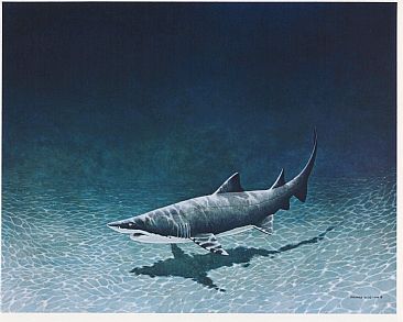 Grey Nurse - Shark by Richard Ellis