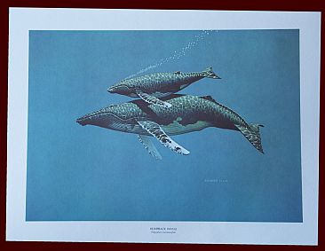Humpbacks - Mother and Calf Whale by Richard Ellis