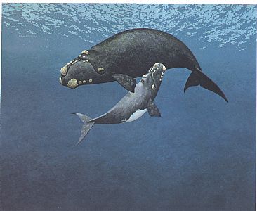 Right whale and calf - Right whales by Richard Ellis