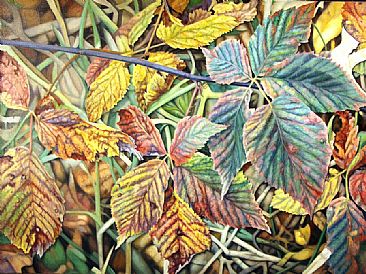 Blackberry Leaves - Blackberry leaves in Fall by  Harlan