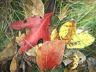 Sassafras and Grass - Fall leaves, including sassafras, on a bed of grasses by  Harlan