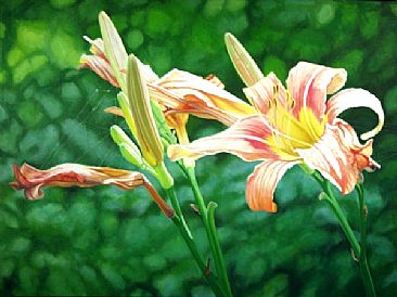 Lilies on the Web - Day Lilies by  Harlan