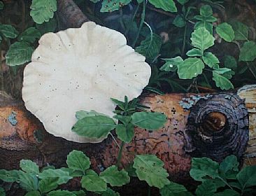 Log Fungus - Tree fungus on log by  Harlan
