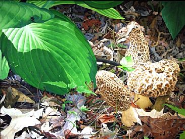 More Ls - Morel Mushrooms with Hosta Leaves by  Harlan