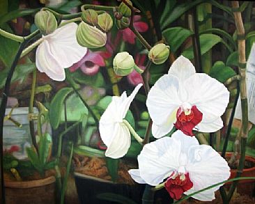 Orchids - Orchids by  Harlan