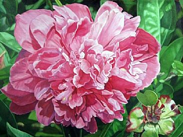 Peony with Ant - peony in bloom with ant by  Harlan