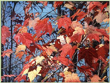 Red Maples - Red maple leaves in fall by  Harlan