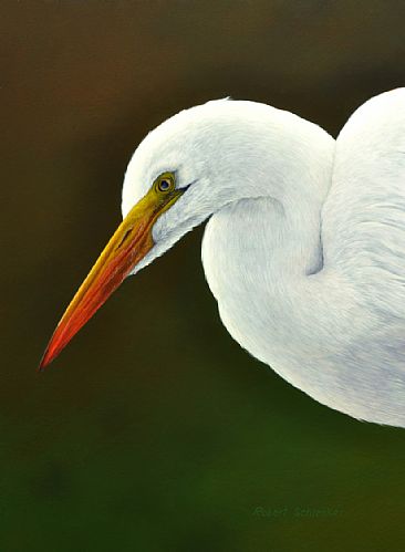 Great Egret - Great Egret by Robert Schlenker