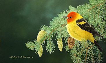 Western Tanager - Western Tanager  by Robert Schlenker