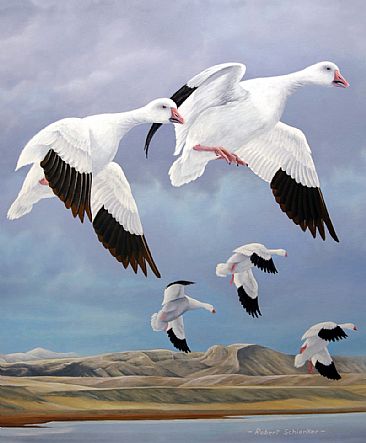 Snows along the front - Snow Geese by Robert Schlenker