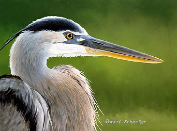 GBH - Great Blue Heron  by Robert Schlenker