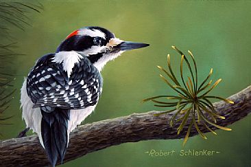 Hairy Woodpecker - Hairy Woodpecker by Robert Schlenker