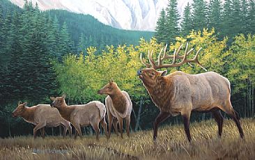 Madison Valley Clan - American Elk  by Robert Schlenker