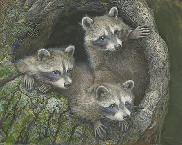 Trees Company - Racoons by Laura Mark-Finberg