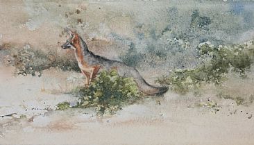 Hesitant Gray Fox - Gray Fox by Linda Sutton