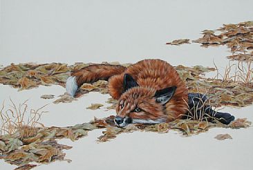 A Break From Play - Juvenile Red`Fox by Leslie Kirchner