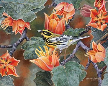 Nature's Jewels- Townsend's Warbler - Townsend's Warbler on Fremontia Blossoms by Leslie Kirchner