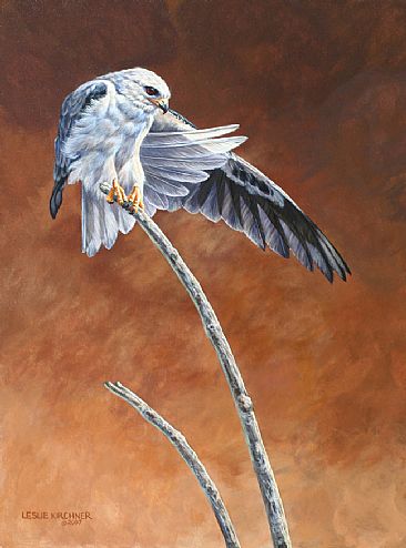The Day Dawns Beyond - White- tailed Kite by Leslie Kirchner