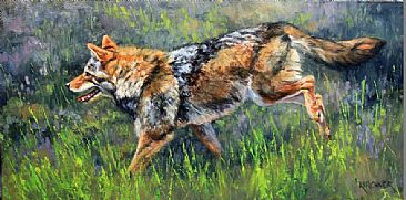 Running The Field- Coyote - Coyote by Leslie Kirchner